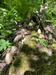 Coprinopsis romagnesiana