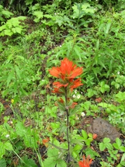 Castilleja hispida