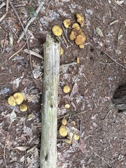 Tricholomopsis decora