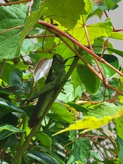 Schistocerca obscura