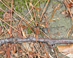 Leiobunum nigropalpi