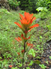 Castilleja hispida