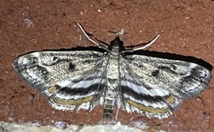 Parapoynx obscuralis