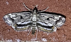 Parapoynx obscuralis
