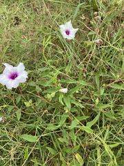 Ipomoea shumardiana