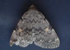 Idia aemula