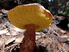 Aureoboletus