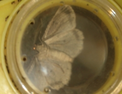 Melanolophia signataria