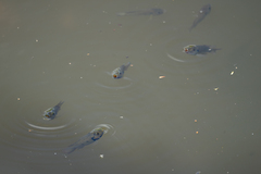 Sarotherodon melanotheron