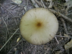 Hymenopellis furfuracea image