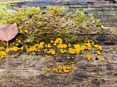 Calycina
