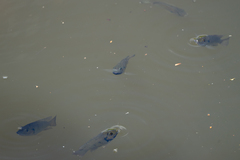 Sarotherodon melanotheron