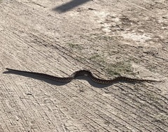 Pituophis catenifer