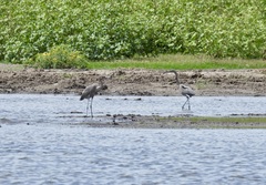 Egretta rufescens