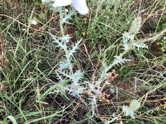 Argemone pleiacantha