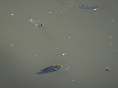 Sarotherodon melanotheron