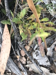 Senecio pinnatifolius alpinus
