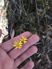 Senecio pinnatifolius alpinus