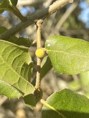 Callirhytis quercusagrifoliae