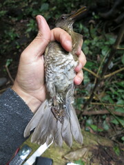 Turdus olivaceofuscus