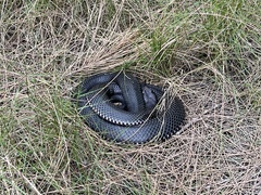 Pseudechis porphyriacus