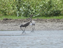 Egretta rufescens