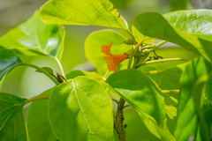 Cordia subcordata