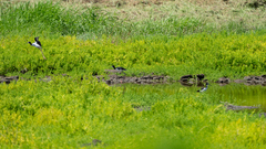 Himantopus mexicanus knudseni
