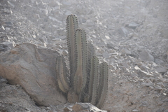 Neoraimondia arequipensis