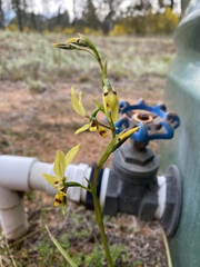 Diuris