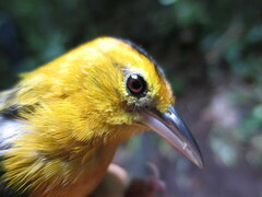 Ploceus sanctithomae
