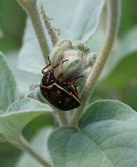 Orsilochides guttata