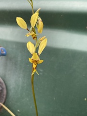 Diuris