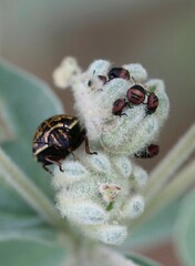 Orsilochides guttata