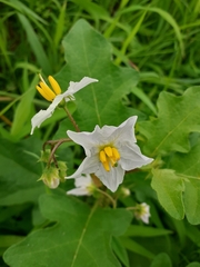 Solanum carolinense