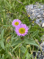 Erigeron peregrinus