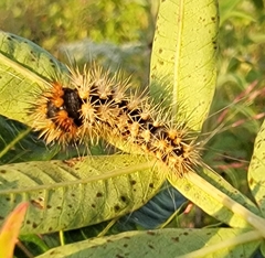 Acronicta longa