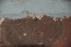 Propylea quatuordecimpunctata