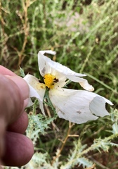 Argemone pleiacantha