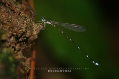 Protosticta khaosoidaoensis