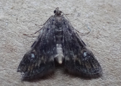 Elophila tinealis