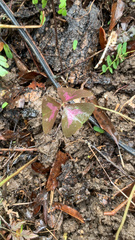 Oxalis triangularis
