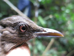 Turdus olivaceofuscus