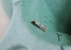 Tinea trinotella