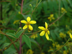 Helianthus microcephalus