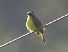 Myiozetetes cayanensis