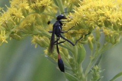 Ammophila procera