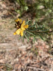 Pultenaea glabra