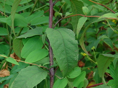 Helianthus microcephalus