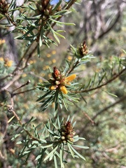 Pultenaea glabra